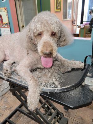 This old guy isn't able to stand very long. We make it easier for him and groom him, laying down.