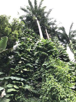 Trees near Waiakea Villas Village.