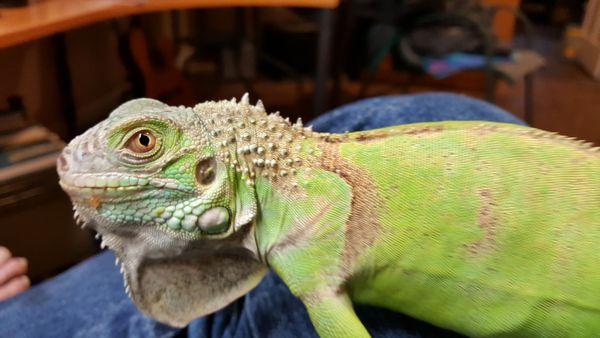 Val's pet Iguana