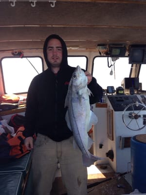 Fresh haddock for dinner