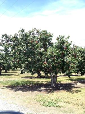 So many cherry trees here!