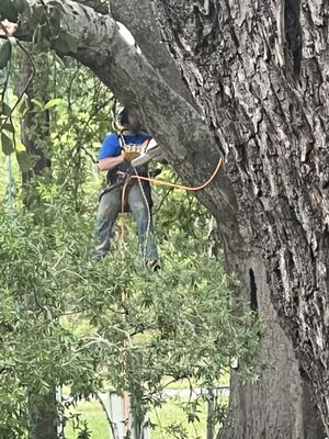 Cole Family Arborist