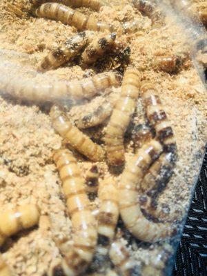 Best giant meal worms that money can buy! 12 for a dollar!