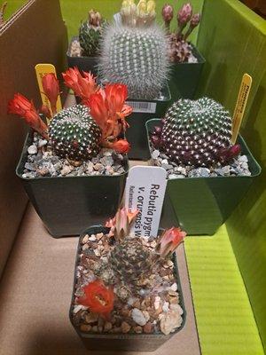 my new cacti