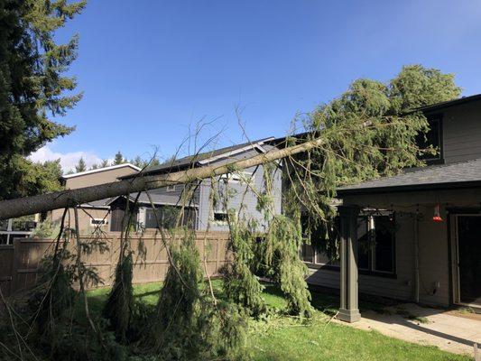 Tree fell on our home Feb 2020