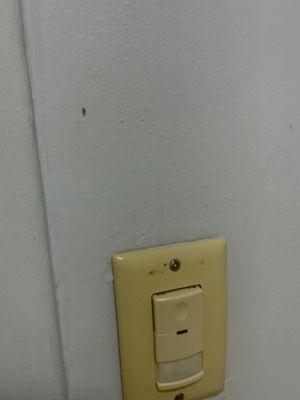 One of the many flies in the room and filthy outlet.