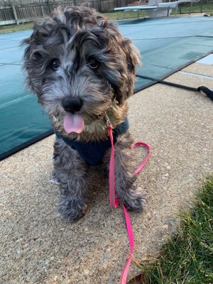 JoaLins Australian Labradoodles