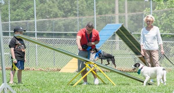 Agility at SFD PetFest