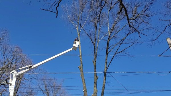 Buffalo Tree Service