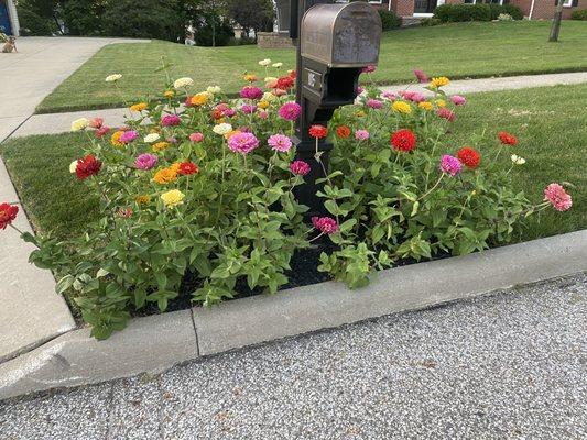 Beautiful zinnias