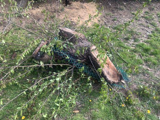 Massive stump they left that I have to drag 1/2 acre across my property. Thanks!!