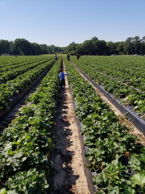 Favorite Farms