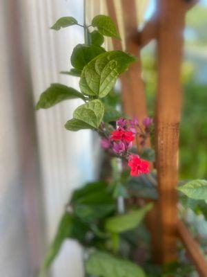 Bleeding Heart Vine