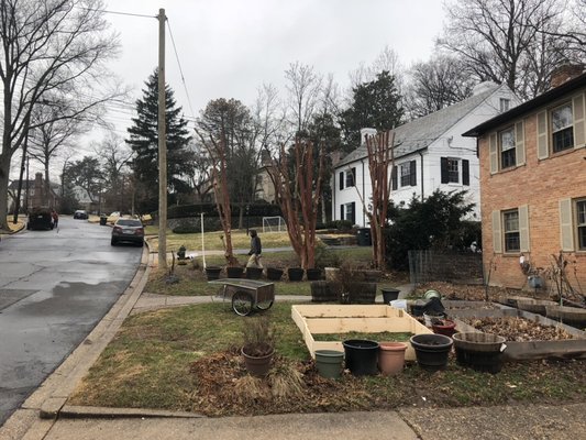 Crape Myrtle pruning