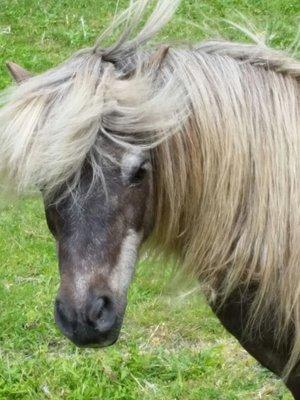 ~ Here is 1 of our 3 Miniature Horses that I trust the Vets at Cedarbrook to keep healthy!