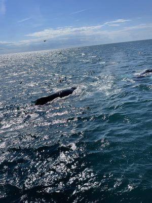 Whales breaching