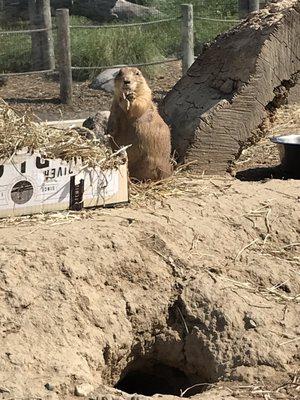 Prairie Dogs