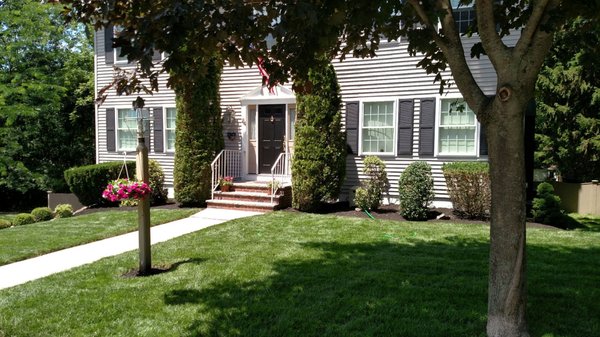 This is my lawn after installing the black beauty sod, the install was back in May, this pic was taken July 4th... Outstanding results!