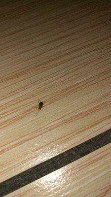 Bed bug crawling on counter in Apple Inn in dallas