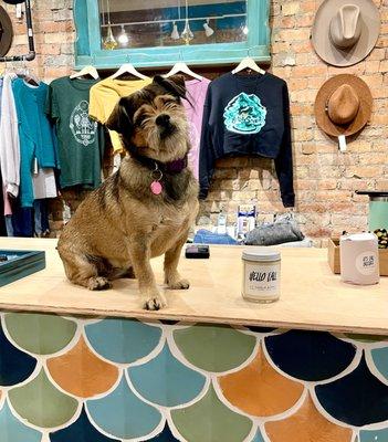 Sophie the Shop Dog