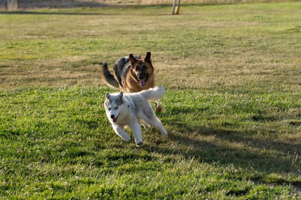 All the dog owners are friendly, and have well behaved dogs