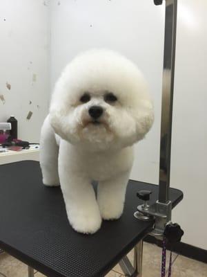 Beautiful Bichon Frise!