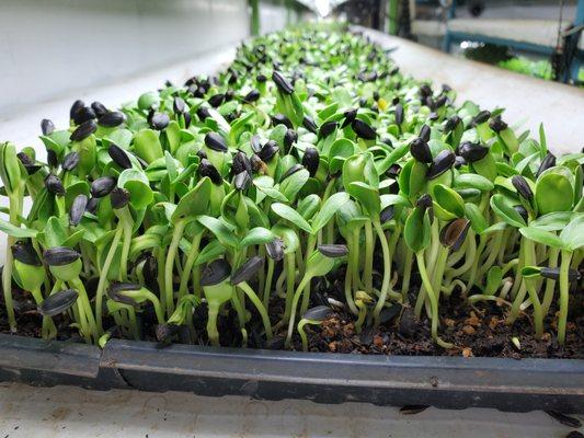 Sunflower shoots almost ready for harvest! These are great on salads or as a healthy snack