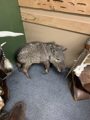 Javelina