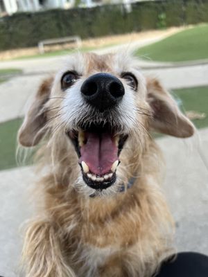 Happy boy! IG: @hersheythedog