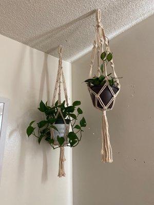 Jade Pothos + Wax Plant