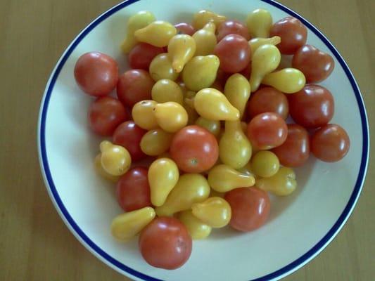 Yum! Just piked up these tomatoes. They remind me of my Granny's garden.