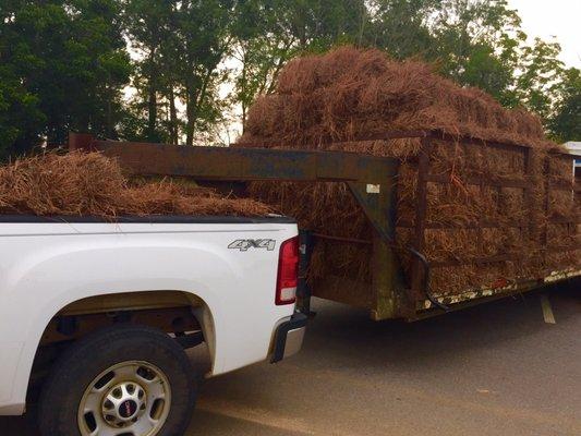 Long leaf pine straw