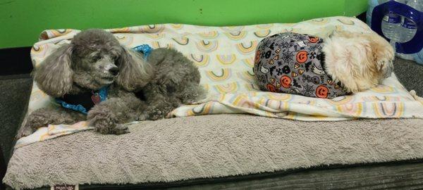 2 pups enjoying a nap during daycare .