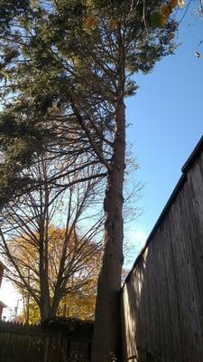 Tree that became unsafe after a neighbor over pruned one side