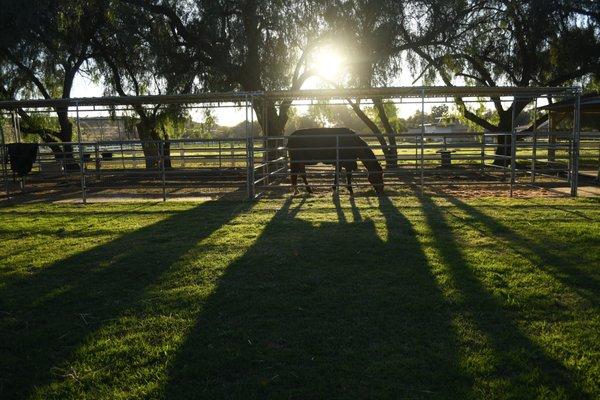 Pipe corrals at Rising Storm Stables.