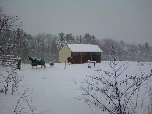 2010: Same snow storm. Pretty ponies in the snow