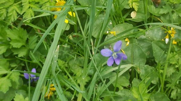 Wild violets