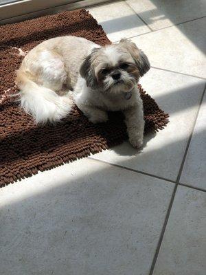 Coco Chanel Groomed by Rhonda the owner