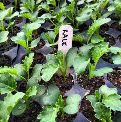 Kale seedlings in the greenhouse.