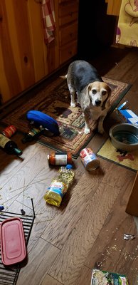 This is my beagle Sonoma, a week post surgery with Dr Manes.  You can see he's feeling better!