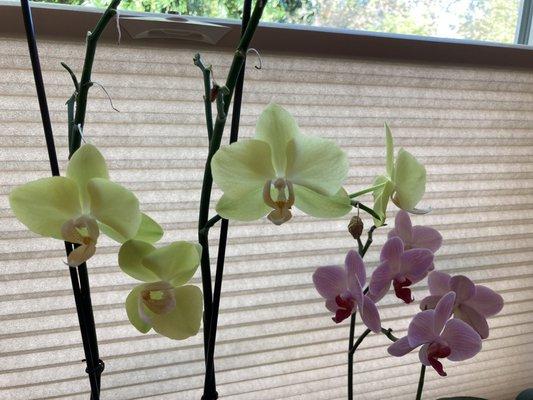 Orchids in their new studio