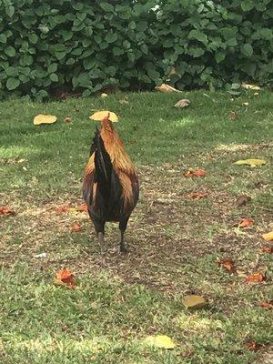 Queens Medical Center..Blaisedell Concert Hall Covid-19 Vaccinations.. Our Mascot.....Mr Rudy Rooster!