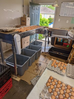 The egg process to cartons