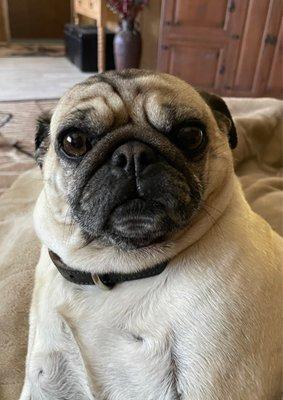 Our Pug, Missy Piggy after her first visit with Dr. Aaron.