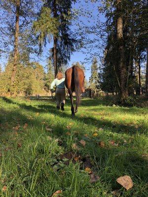 Lady  16 Year Old Thoroughbred Mare