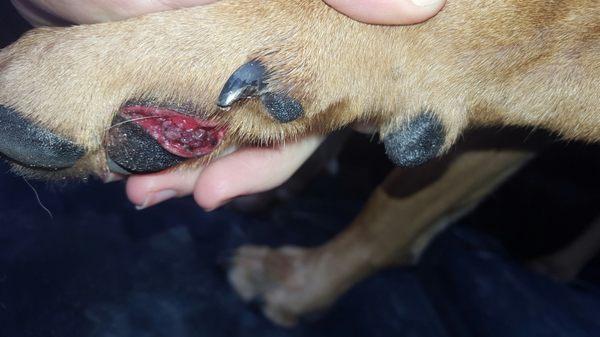 The first picture of the gash on Leyna's paw while still at Dancin' Dogs waiting for my receipt for payment.