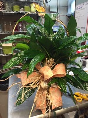 Beautiful plant decorated with a added touch of excellence as every plant that leaves the shop.