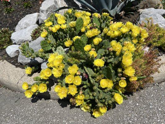 Prickly pear cactus at the Arboretum entrance