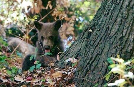 One of 2 baby bears we saw in Monrovia Canyon. Photo Credit:  Robert Amberry