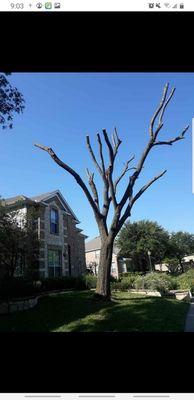 tree service houston insured and bonded